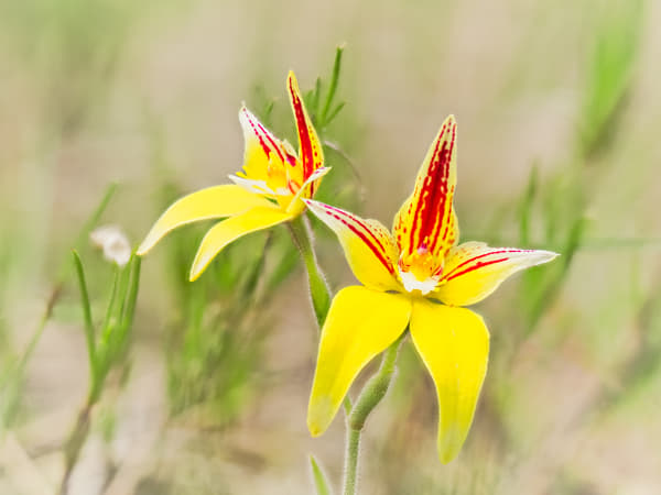 Cowslip Orchid by Paul Amyes on 500px.com