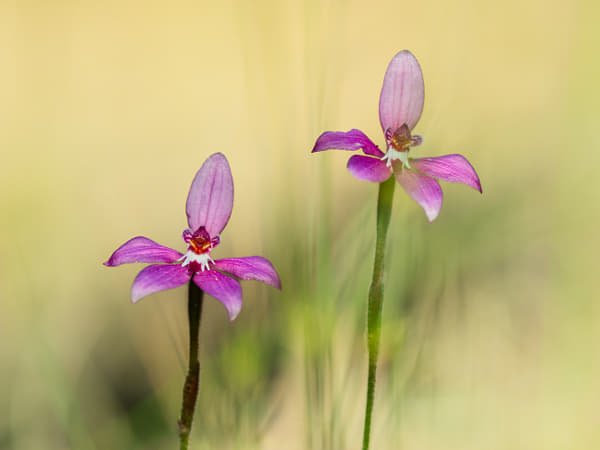 Little Pink Fairy Orchid by Paul Amyes on 500px.com