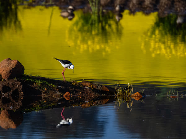 Canola Reflection by Paul Amyes on 500px.com