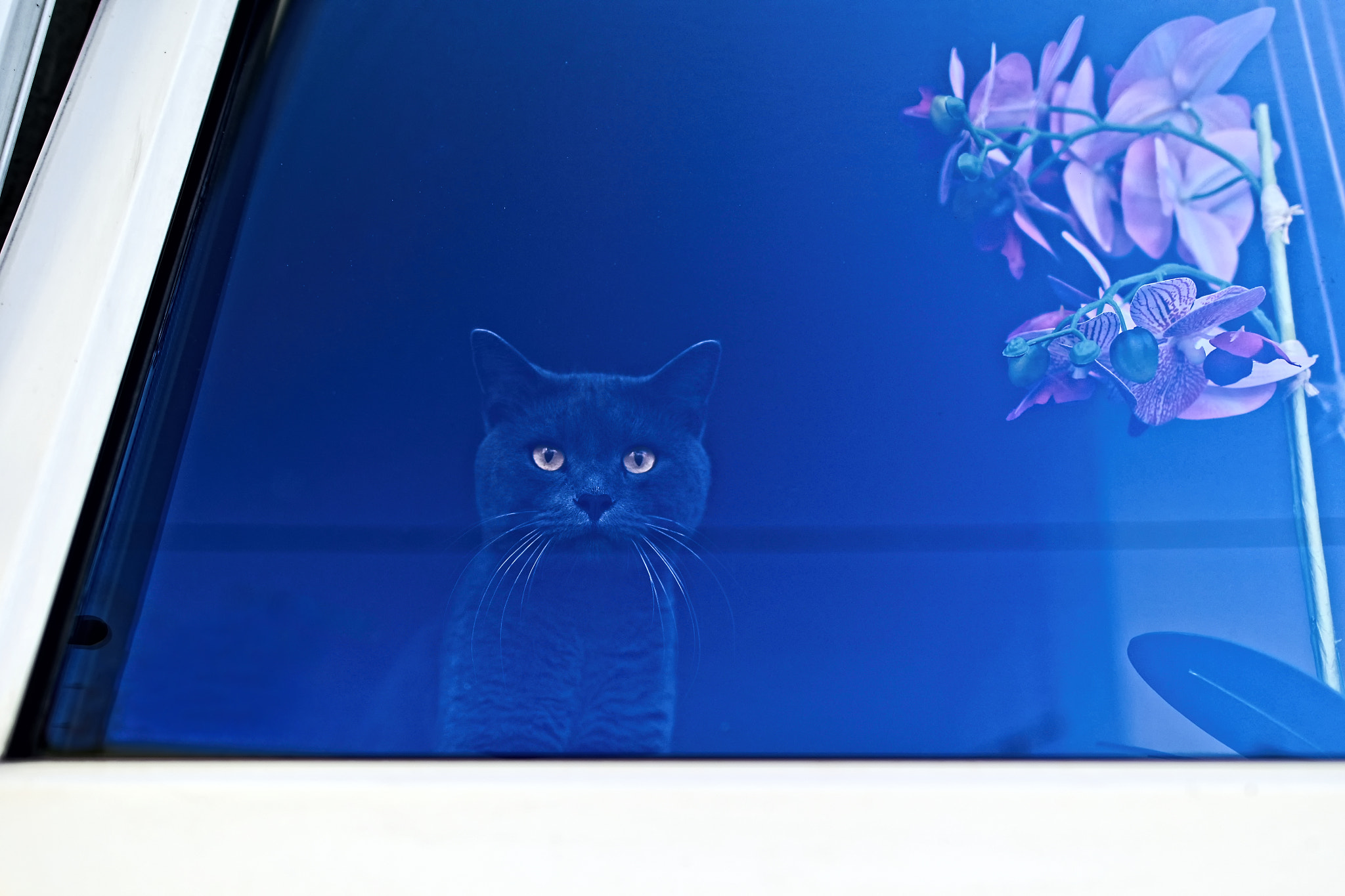 Cute cat looking curious out of a window and looking at camera.