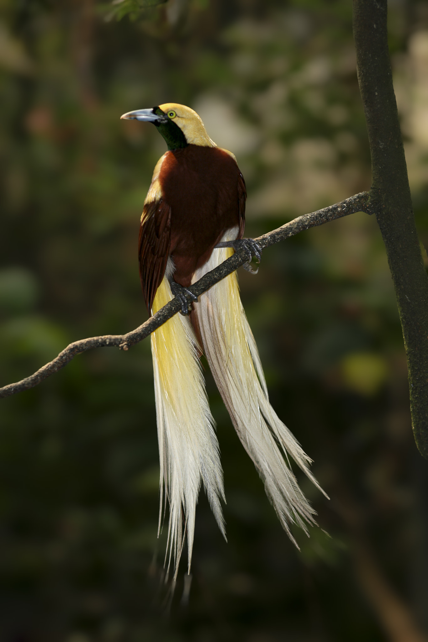 A male greater bird of paradise or Paradisaea apoda perched on a branch. The bird has a striking app