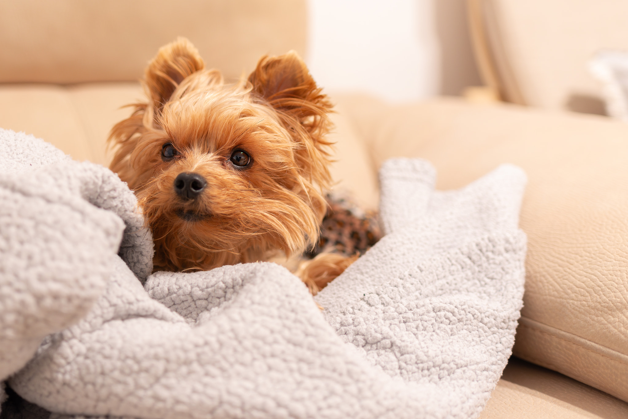 Close-up of dog relaxing on bed at home