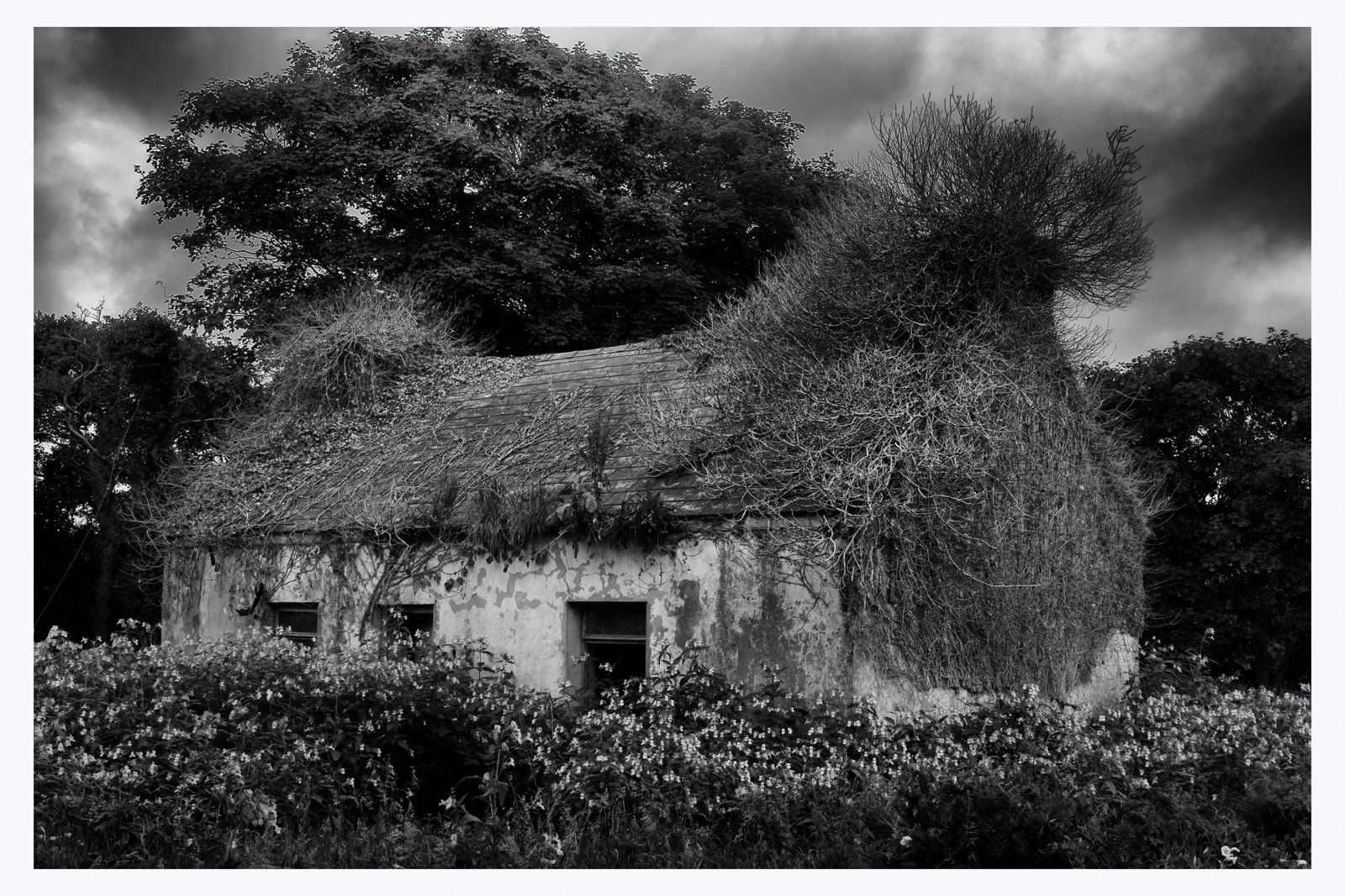 Bearded Cottage