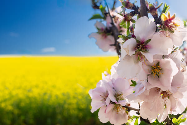 Blossom and Canola by Paul Amyes on 500px.com