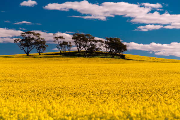 Blue and Yellow by Paul Amyes on 500px.com