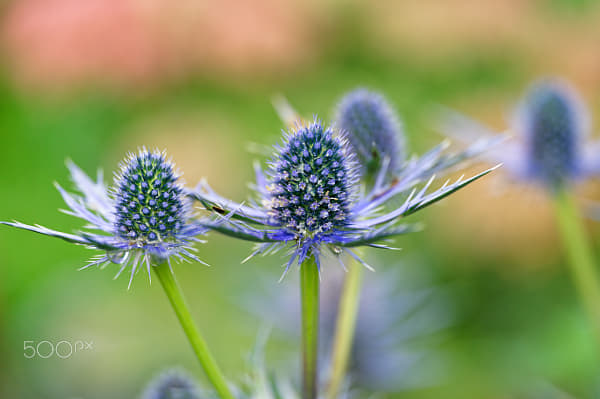 Distel (Eryngium) by Markus Schoch | 500px