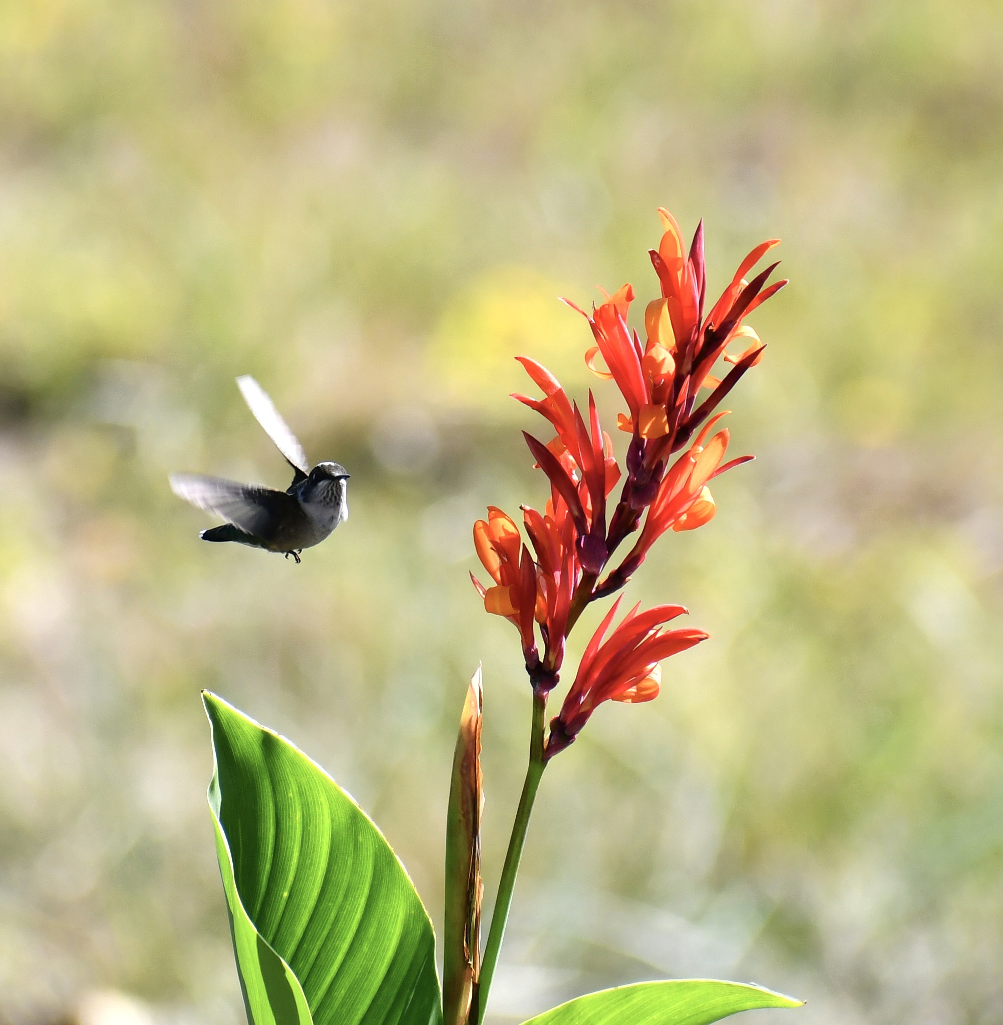 Humming Bird Cautiously approaching a red Cana lily