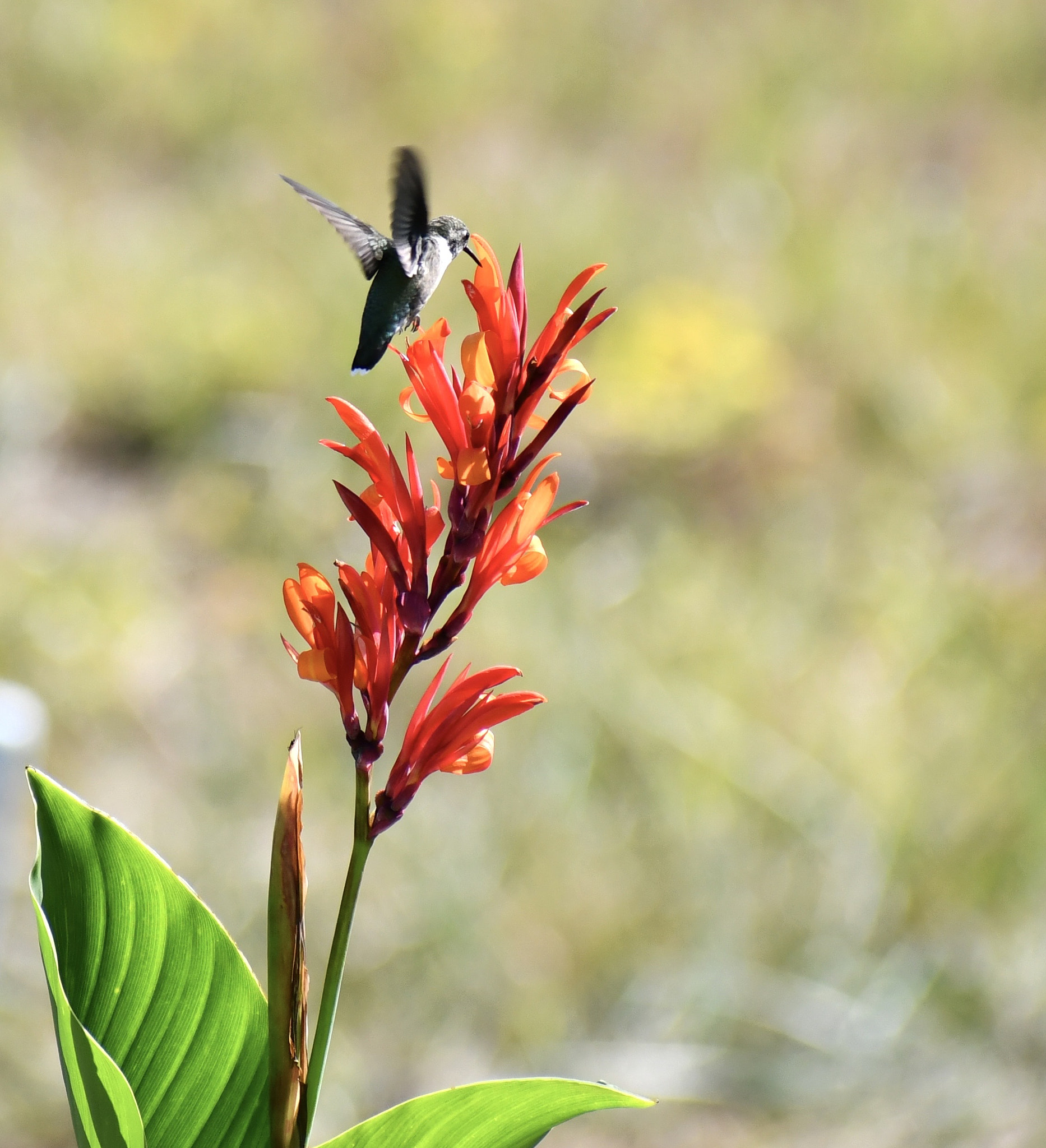 Close-up of Humming Bird Pollinating a Red Cana Lily