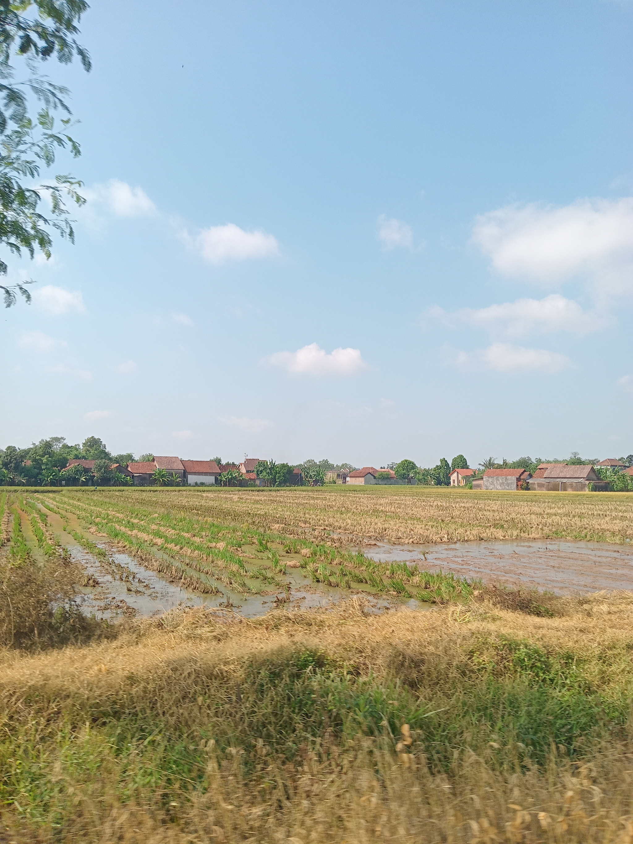 gijil: kontol gijil gaguna asu