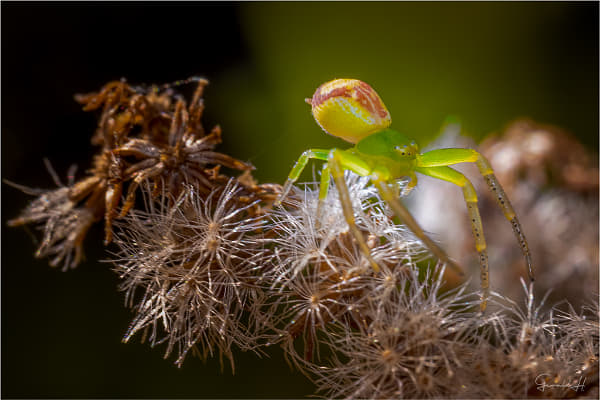 Colorful crab spider by 🐞 Gerald H. 📷 on 500px.com