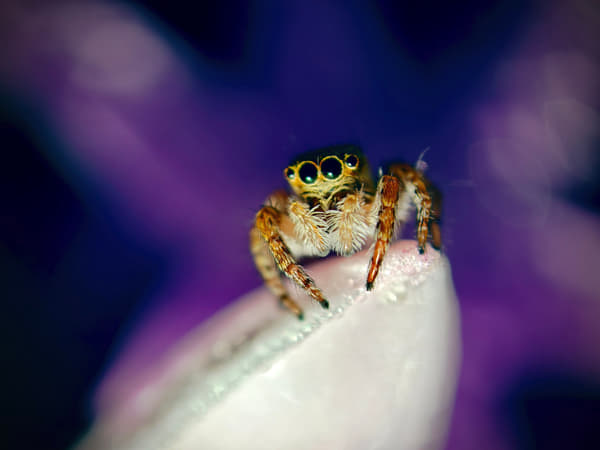 跳蛛 by 画魂 on 500px.com