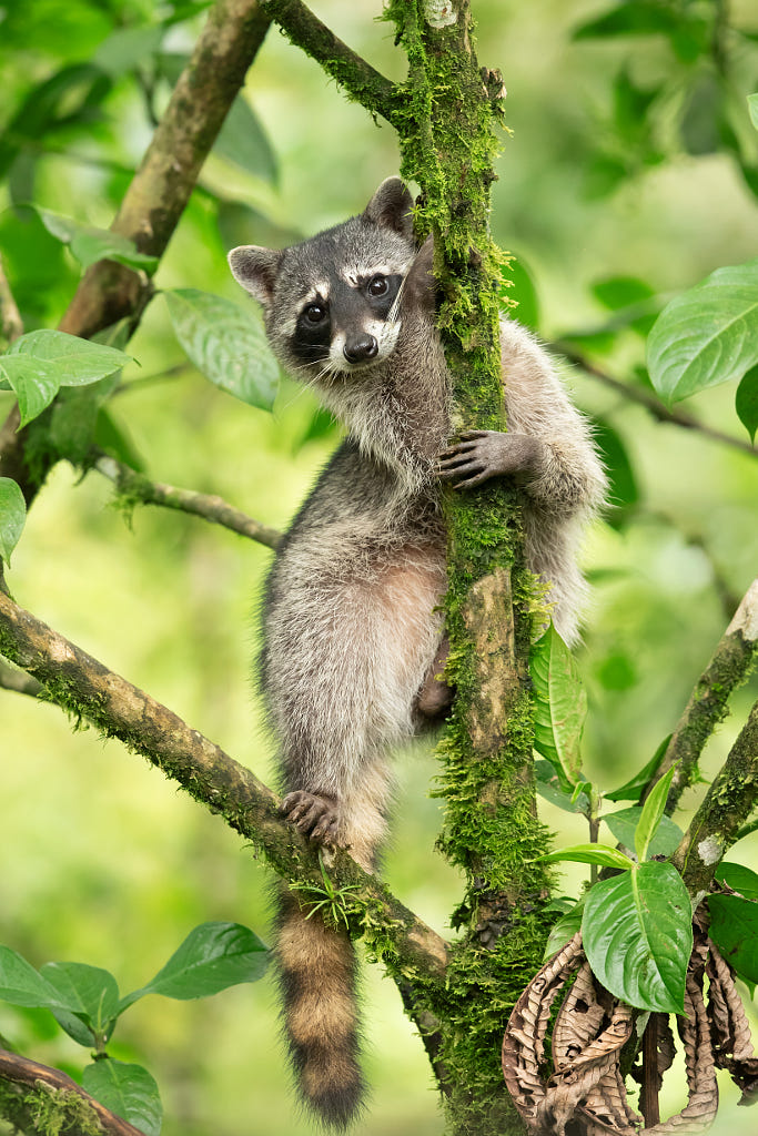 Northern Raccoon by Milan Zygmunt | 500px