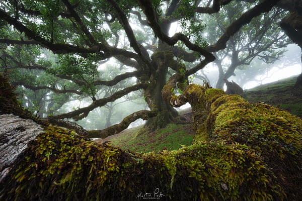 The tree - 2025 version