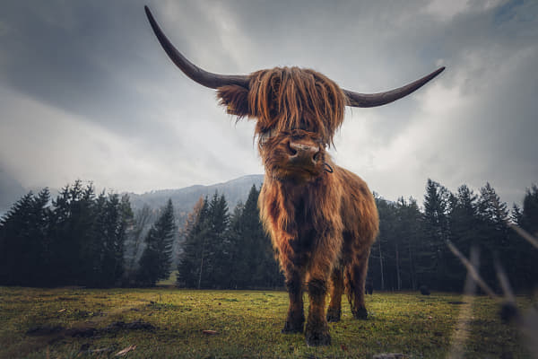 Bad Hair Day