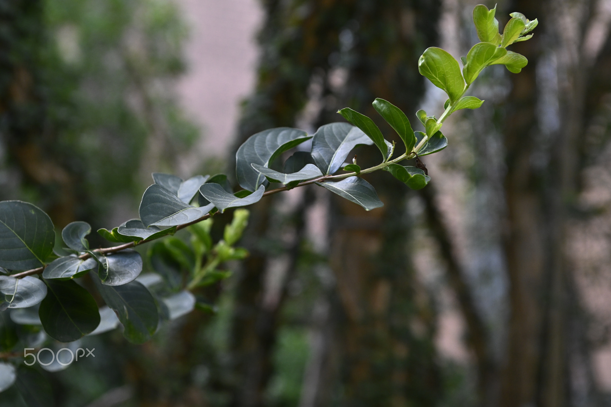 Close-up of wet plant leaves_Licensing_500px