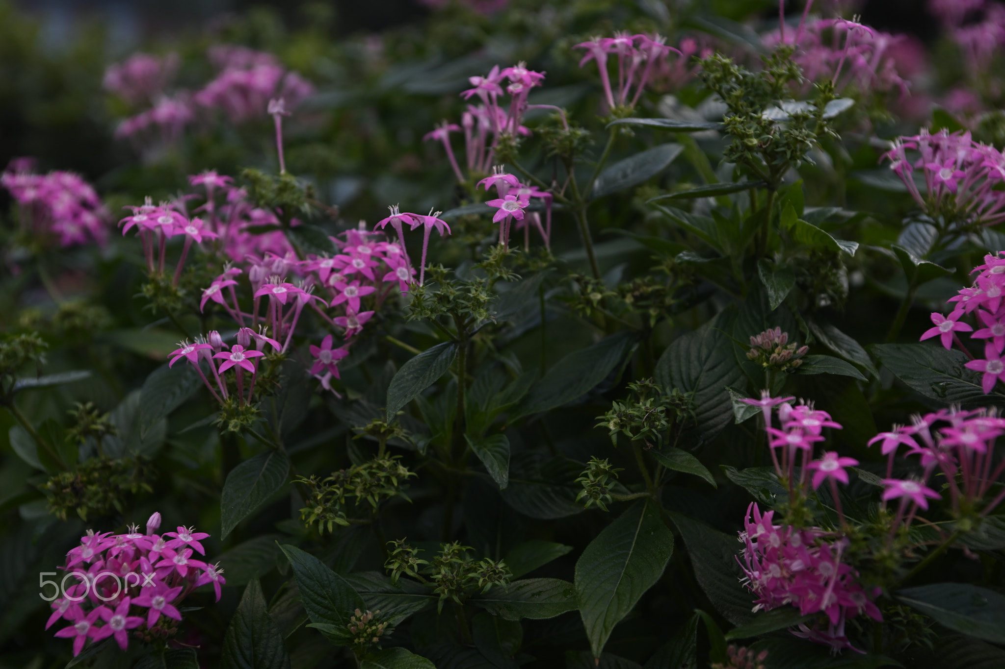 Close-up of pink flowering plants_Licensing_500px