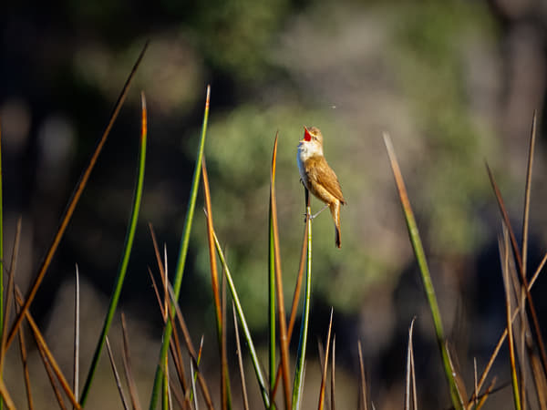  Koordji-koordji by Paul Amyes on 500px.com