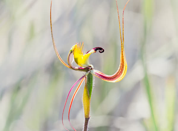 Green Spider Orchid by Paul Amyes on 500px.com