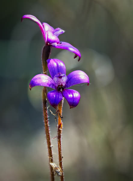 Purple Enamel Orchid, by Paul Amyes on 500px.com
