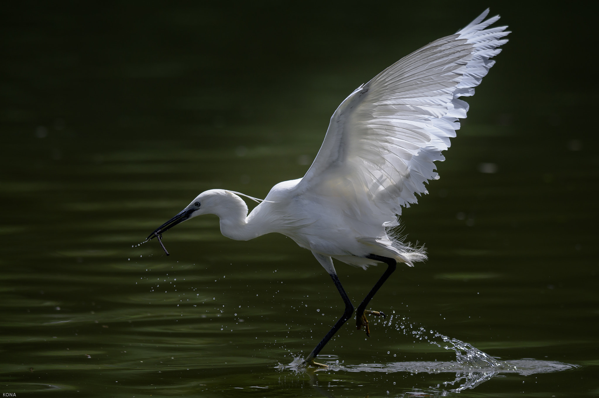 Nikon AF-S Nikkor 400mm F2.8G ED VR II sample photo. Sagi photography