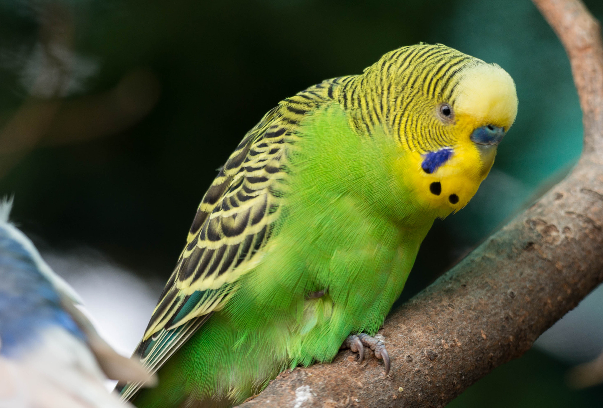 small green/yellow bird by Toshihiro (Bill) Shoji / 500px