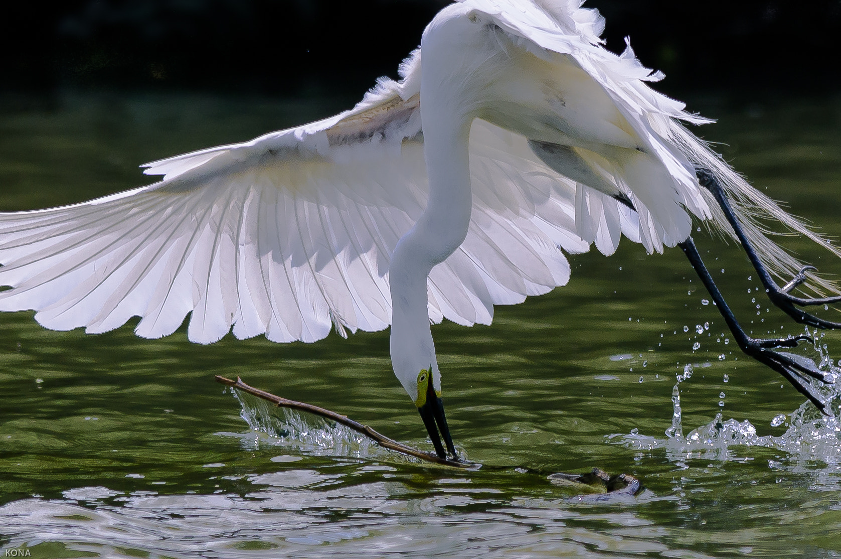 Nikon AF-S Nikkor 400mm F2.8G ED VR II sample photo. Sagi photography