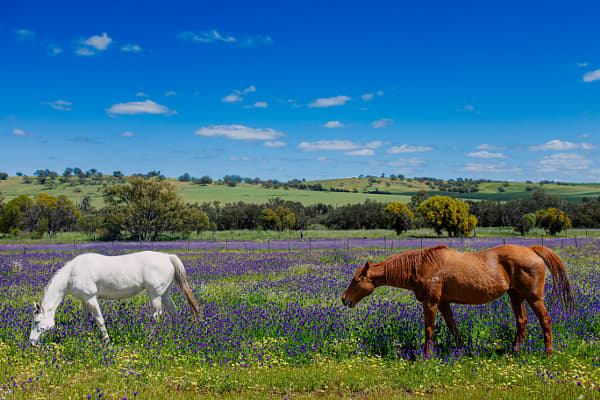Grazing by Paul Amyes on 500px.com