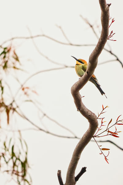 Birin-birin by Paul Amyes on 500px.com