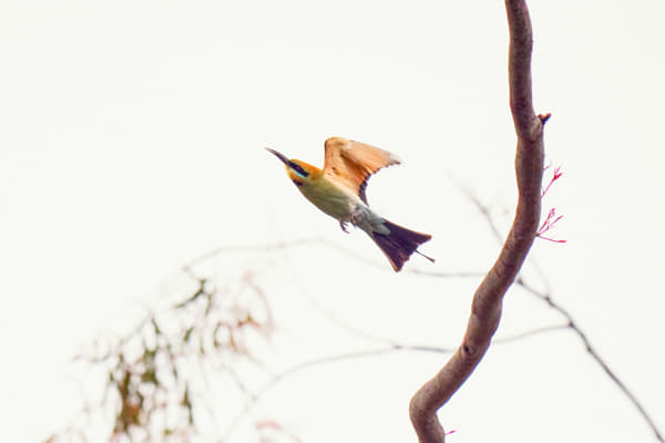 Birin-birin by Paul Amyes on 500px.com