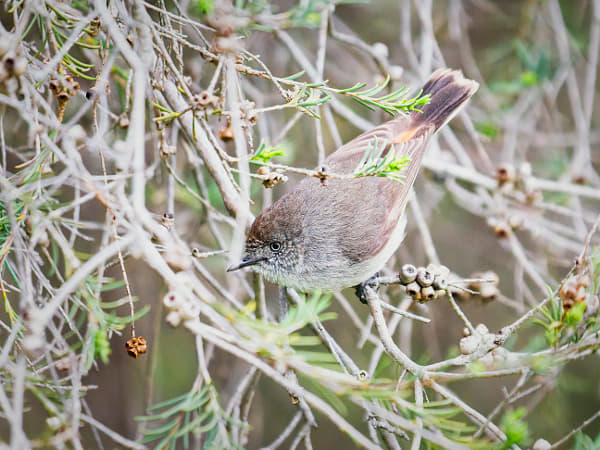 Chestnut-rumped Thornbill by Paul Amyes on 500px.com
