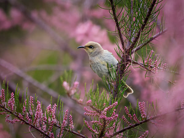 Djindjokoor by Paul Amyes on 500px.com