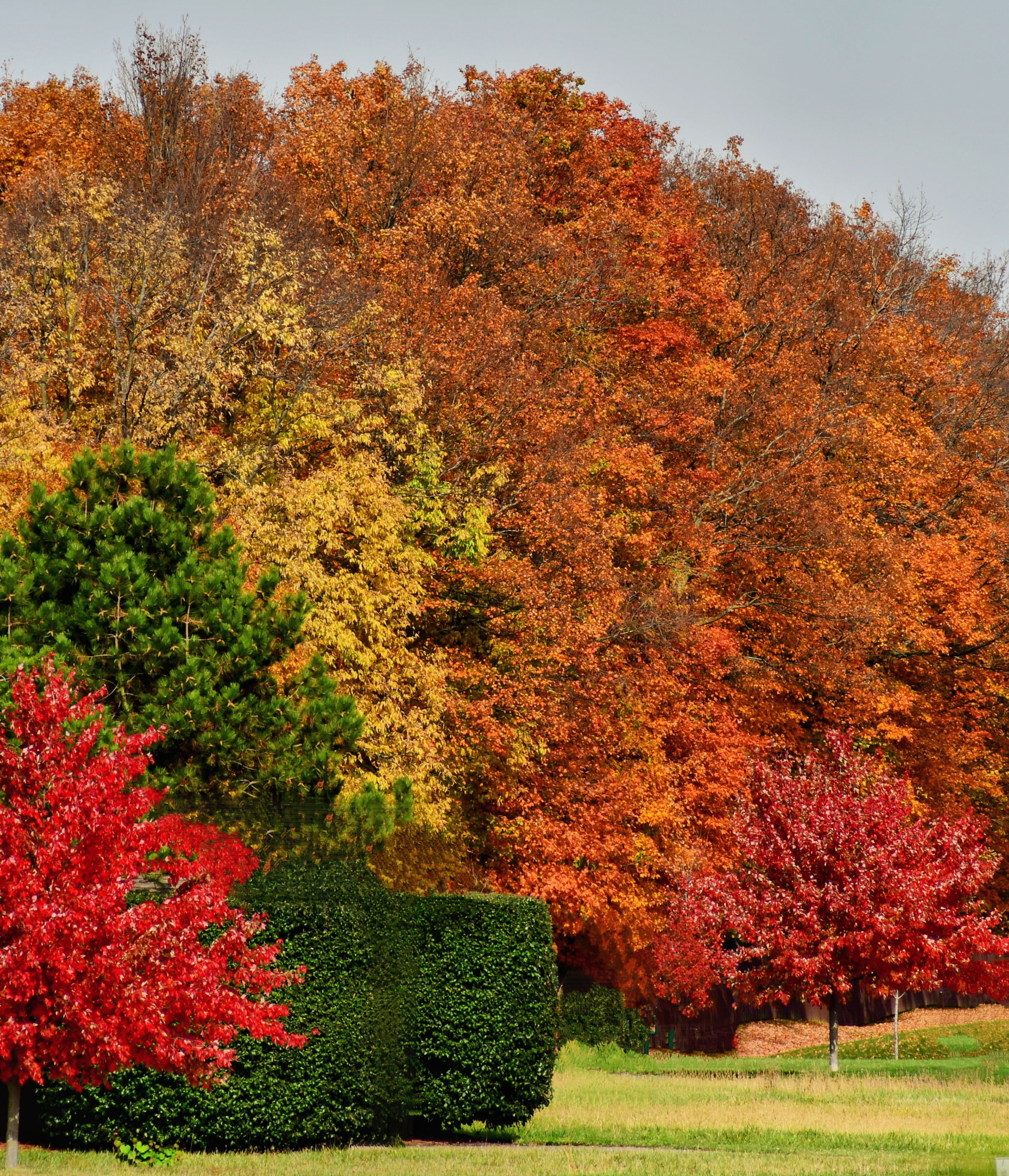 Autumn Colors in The Park