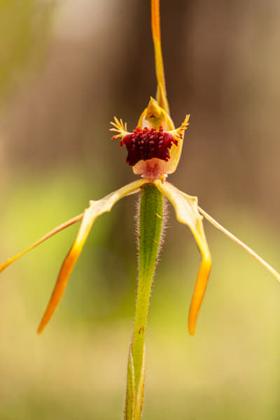 Clubbed Spider Orchid by Paul Amyes on 500px.com