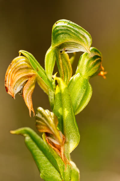 Banded Greenhood by Paul Amyes on 500px.com
