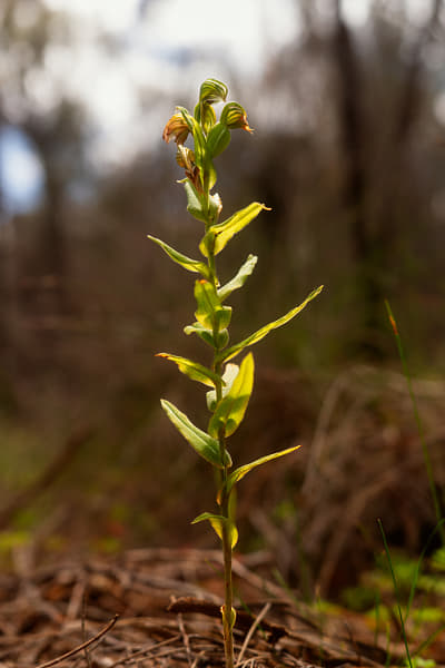 Banded Greenhood by Paul Amyes on 500px.com