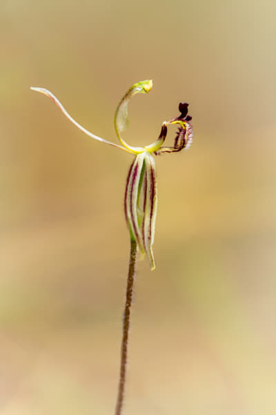 Common Dragon Orchid by Paul Amyes on 500px.com