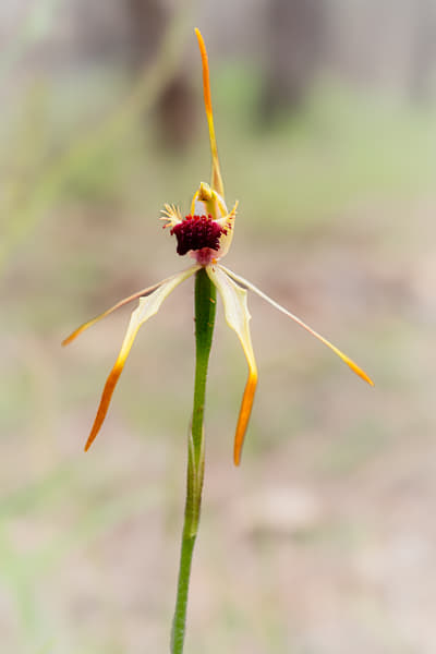 Clubbed Spider Orchid by Paul Amyes on 500px.com