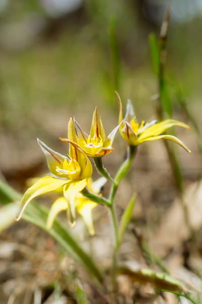 Cowslip Orchid by Paul Amyes on 500px.com