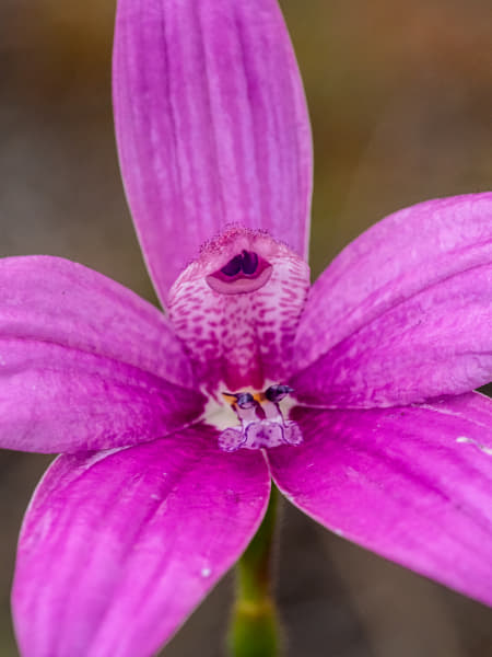 Pink Enamel Orchid, by Paul Amyes on 500px.com