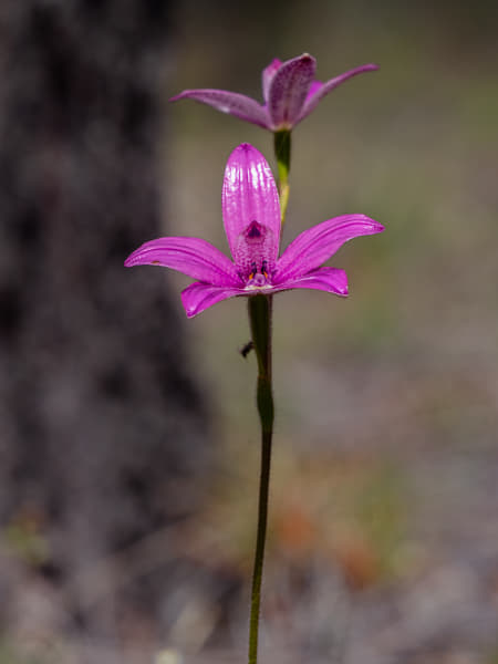 Pink Enamel Orchid, by Paul Amyes on 500px.com