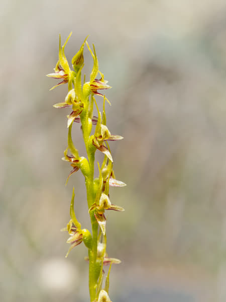 Little Laughing Leek Orchid, by Paul Amyes on 500px.com