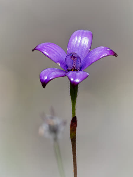 Purple Enamel Orchid by Paul Amyes on 500px.com