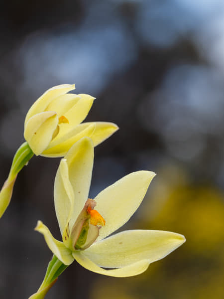 Custard Orchid by Paul Amyes on 500px.com