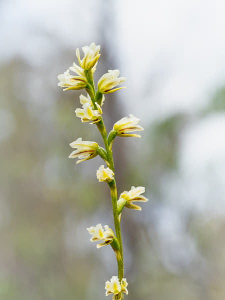 Pouched Leek Orchid by Paul Amyes on 500px.com