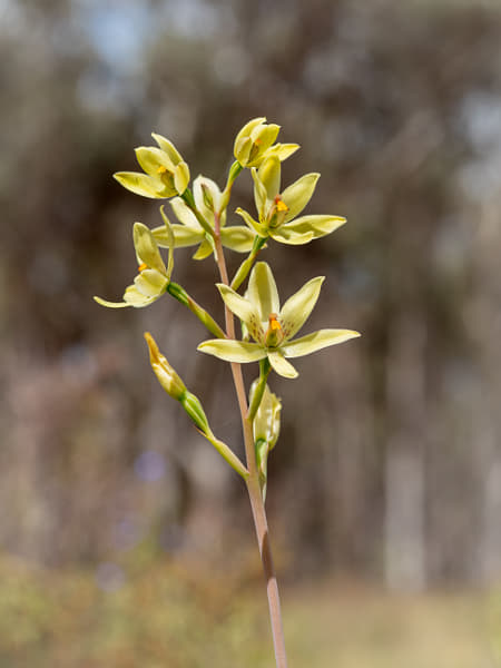 Custard Orchid by Paul Amyes on 500px.com