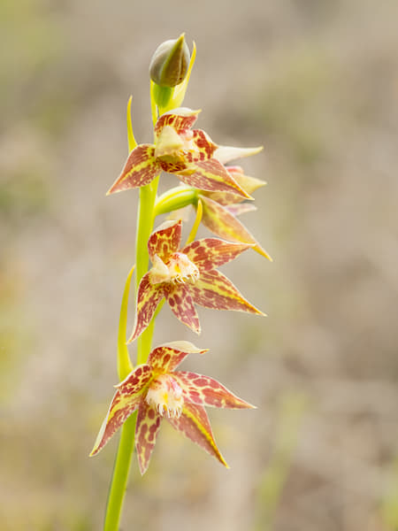 Leopard Orchid, by Paul Amyes on 500px.com