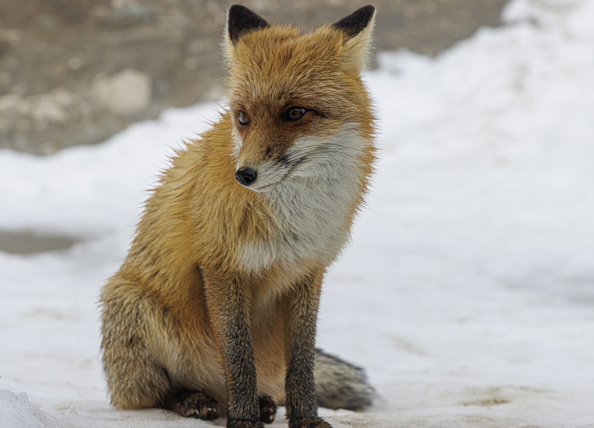 A Red Fox
