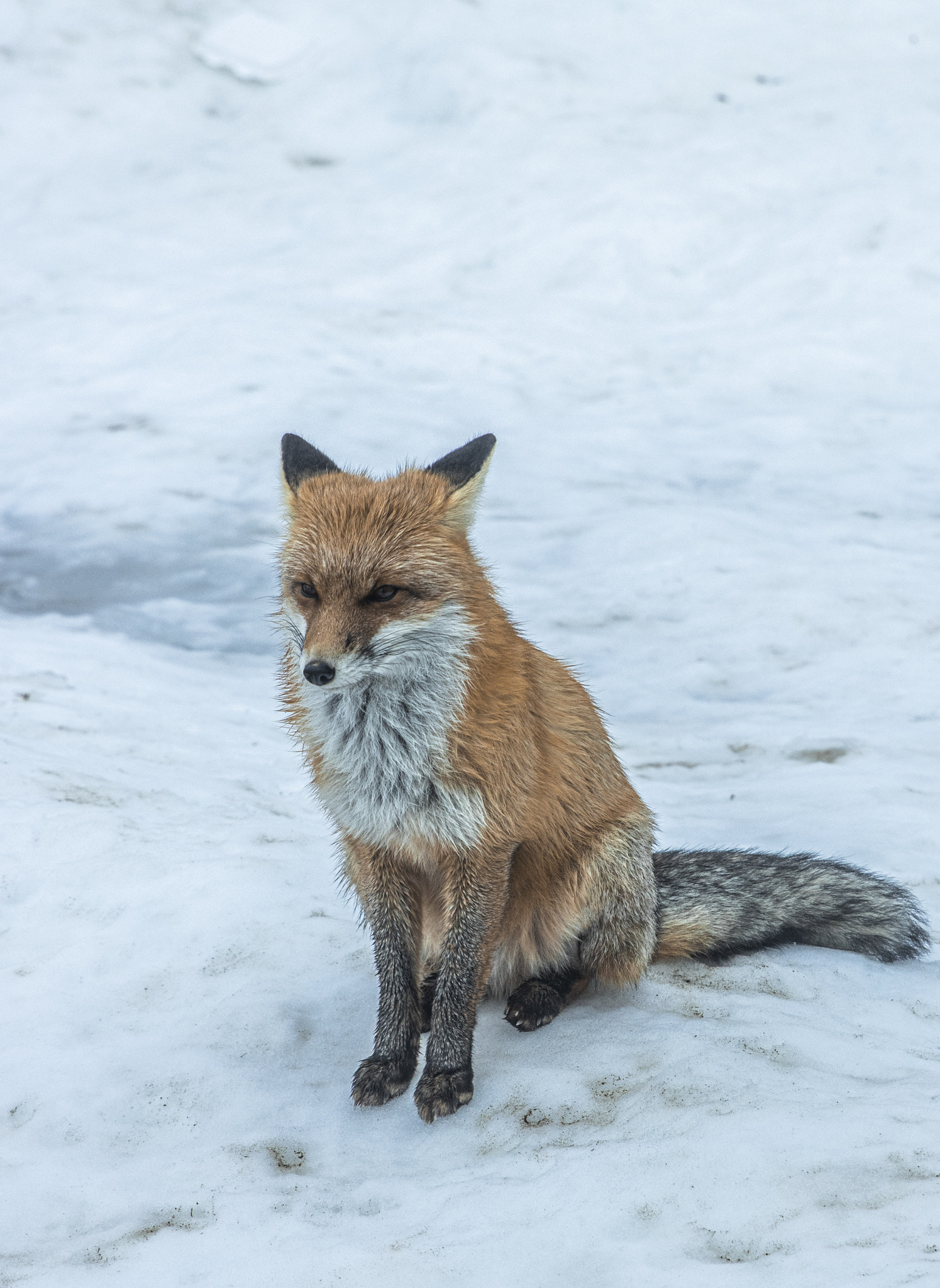 A Red Fox