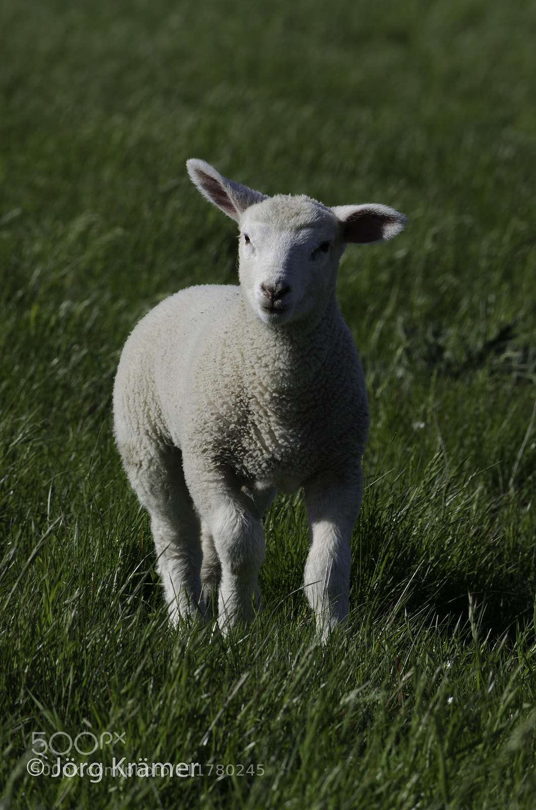 Nikon D5100 sample photo. Little fehmarn sheep photography