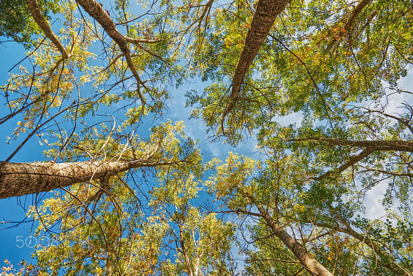 POPLARS TO THE SKY by Segundo Sánchez Herrero | 500px | 500px.com